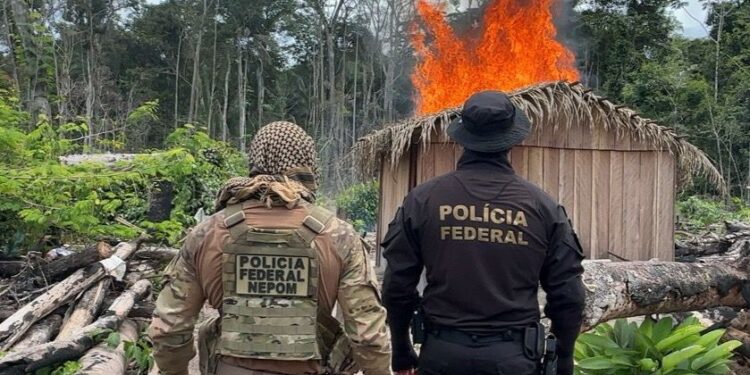 WARI: Polcia Federal deflagra operao para combater crimes ambientais na Terra Indgena Igarap Lage em Rondnia