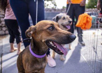 CASTRA+RONDÔNIA: Programa realizará castrações gratuitas de cães e gatos em Porto Velho