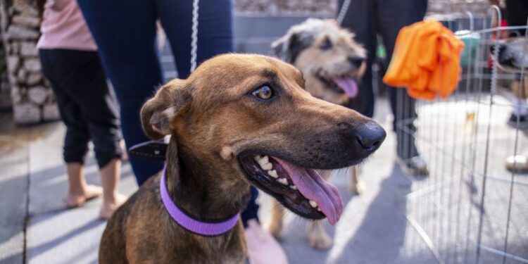 CASTRA+RONDÔNIA: Programa realizará castrações gratuitas de cães e gatos em Porto Velho