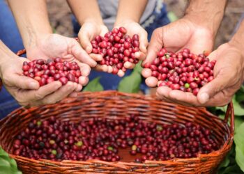 Deputado Alan Queiroz fortalece a cafeicultura em Rondônia com investimento em mudas clonais