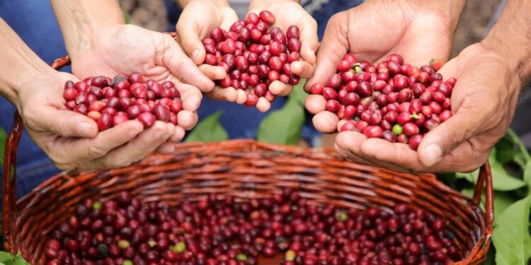 Deputado Alan Queiroz fortalece a cafeicultura em Rondônia com investimento em mudas clonais