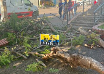 URGENTE: Idosa é atingida por galhos de árvore na praça do Baú