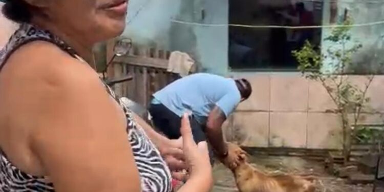 Equipe da deputada estadual Ieda Chaves resgata dois animais vítimas de maus-tratos no mesmo dia