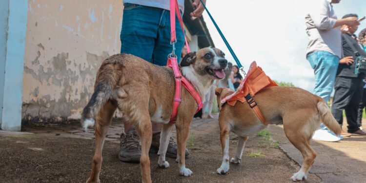 PARCERIA: Castra+Rondônia realiza mais uma etapa de castrações na zona Sul de Porto Velho a partir desta terça-feira