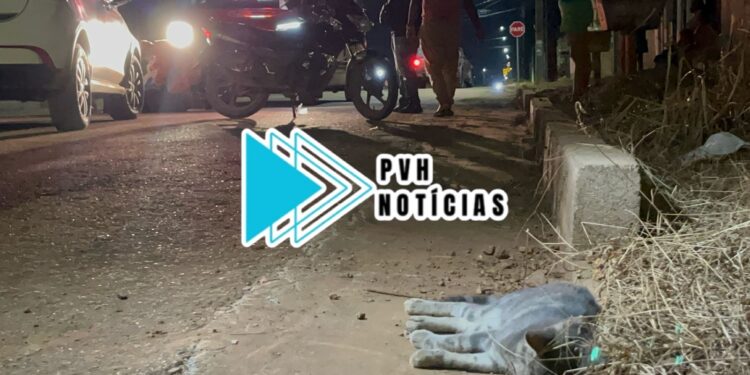 CHOROU DE DOR: Vigilante sofre queda e gato morre em atropelamento na zona leste