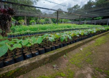 MEIO AMBIENTE: Sema distribui mudas de plantas gratuitamente no Hospital Cemetron em Porto Velho