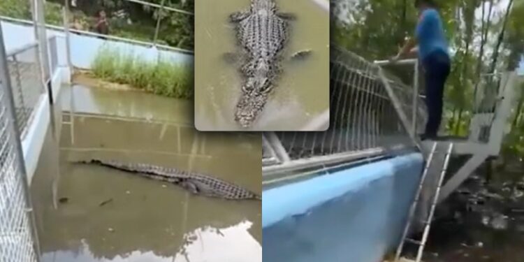 VÍDEO: Homem quase devorado por Jacaré após pular cerca de Zoológico para tirar selfie