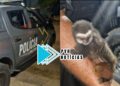 AÇÃO DO BPTAR: PM fecha boca de fumo e bando que mantinha macaco em cativeiro é preso com drogas
