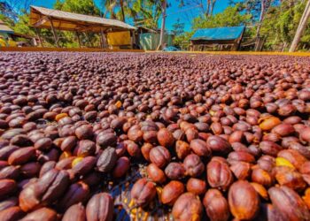 Deputado Alan Queiroz solicita a aquisição de mudas de café robusta para distribuição aos produtores rurais de Rondônia