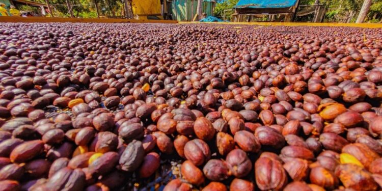 Deputado Alan Queiroz solicita a aquisição de mudas de café robusta para distribuição aos produtores rurais de Rondônia