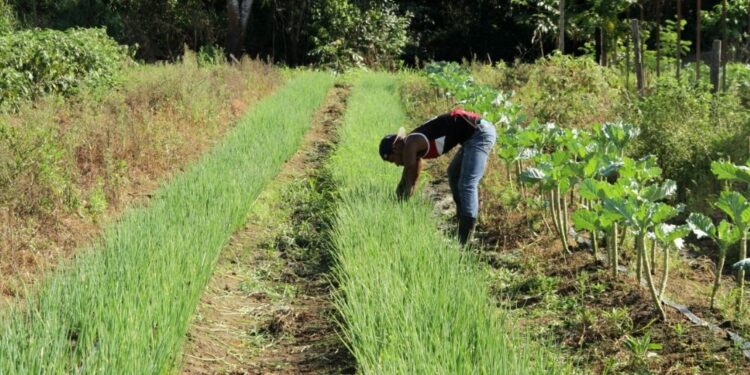 Investimento para o Campo: Deputado Alan Queiroz destina R$ 70 mil para aquisição de Implementos Agrícolas em Alvorada do Oeste