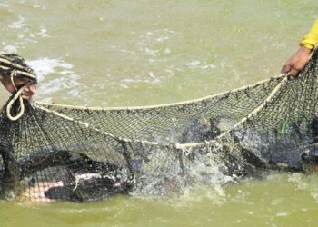 Deputado Alan Queiroz solicita aquisição e distribuição de alevinos de peixes aos produtores rurais de Rondônia