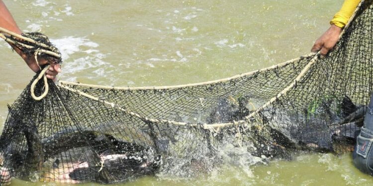 Deputado Alan Queiroz solicita aquisição e distribuição de alevinos de peixes aos produtores rurais de Rondônia