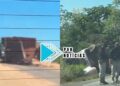 NA BR-364: Carreta carregada com soja tomba e interdita rodovia em RO