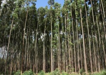 Dia de Proteção às Florestas: Alan Queiroz propõe políticas públicas para produtores rurais do estado de Rondônia