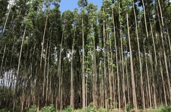 Dia de Proteção às Florestas: Alan Queiroz propõe políticas públicas para produtores rurais do estado de Rondônia