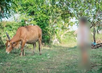 TRAGÉDIA: Criança morre depois de levar coice de bezerro em Porto Velho