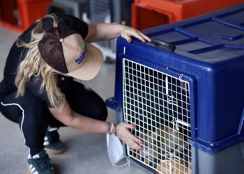 Ieda Chaves coordena o resgate de mais de 40 gatos em situação de abandono em Rondônia