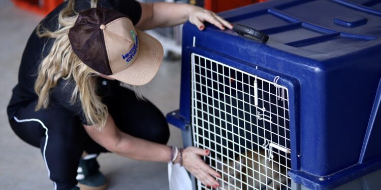 Ieda Chaves coordena o resgate de mais de 40 gatos em situação de abandono em Rondônia