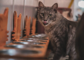 CAUSA ANIMAL: Prefeitura adquire 18 toneladas de ração para apoiar entidades protetoras