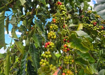 Luizinho Goebel anuncia R$ 218 mil para aquisição de mudas de café em Novo Horizonte do Oeste