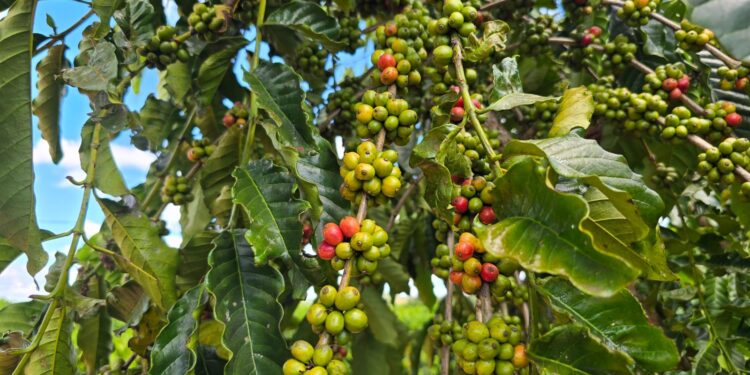 Luizinho Goebel anuncia R$ 218 mil para aquisição de mudas de café em Novo Horizonte do Oeste