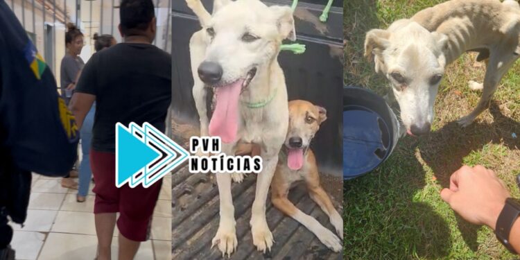 MAUS TRATOS: SEMA recebe denúncias e resgata cachorros em situação de abandono na zona norte