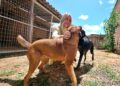 Ieda Chaves obtém aprovação de lei que reconhece tutores voluntários e protege animais