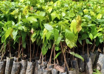 Agricultura: Alan Queiroz destina 3 mil mudas de cacau para produtores de Buritis