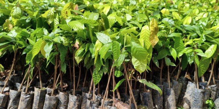 Agricultura: Alan Queiroz destina 3 mil mudas de cacau para produtores de Buritis