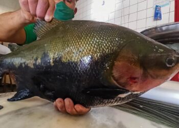 Eyder Brasil apoia 3º Festival Peixes da Amazônia em Porto Velho