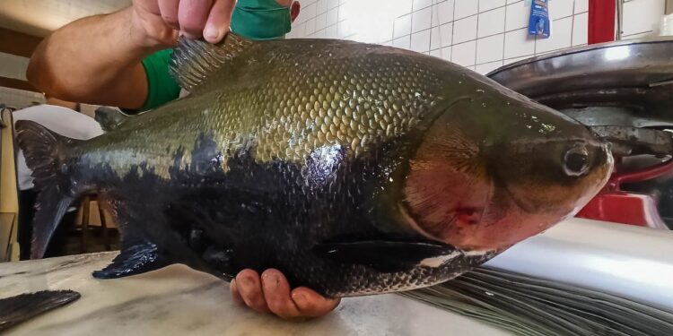 Eyder Brasil apoia 3º Festival Peixes da Amazônia em Porto Velho