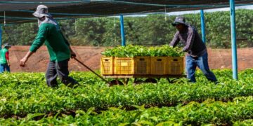 Alan Queiroz destina R$ 50 mil para fortalecer produção rural em São Francisco do Guaporé