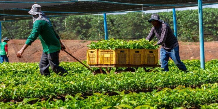 Alan Queiroz destina R$ 50 mil para fortalecer produção rural em São Francisco do Guaporé