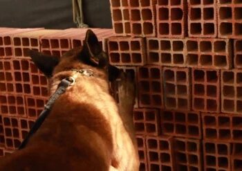 FARO ESTRATÉGICO: Cães treinados do Grupo de Ações Penitenciárias fortalecem atuação na segurança prisional