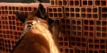 FARO ESTRATÉGICO: Cães treinados do Grupo de Ações Penitenciárias fortalecem atuação na segurança prisional