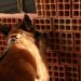 FARO ESTRATÉGICO: Cães treinados do Grupo de Ações Penitenciárias fortalecem atuação na segurança prisional