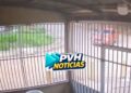 VÍDEO: Piloto sem CNH fica ferido em forte batida com carro no centro