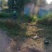 Após solicitação do vereador Edimilson Dourado, Prefeitura intensifica limpeza no bairro Nova Floresta