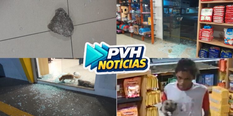 VÍDEO: Ladrão é filmado furtando filhotes de gato e cachorro após invadir pet shop no centro