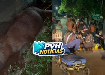 URGENTE: Motociclista fica ferida após atropelar capivara no centro de Porto Velho