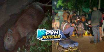 URGENTE: Motociclista fica ferida após atropelar capivara no centro de Porto Velho