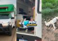 URGENTE: Cachorro morre e motociclista fica ferido em atropelamento na BR-319