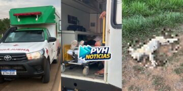 URGENTE: Cachorro morre e motociclista fica ferido em atropelamento na BR-319