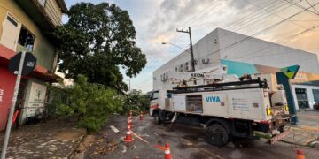 Vereador Edimilson Dourado solicita poda preventiva de árvores na Zona Sul para evitar quedas e desabastecimento de energia